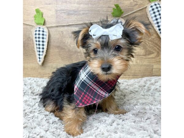 Yorkshire Terrier DOG Female Black / Tan 8439 Petland Athens, OH