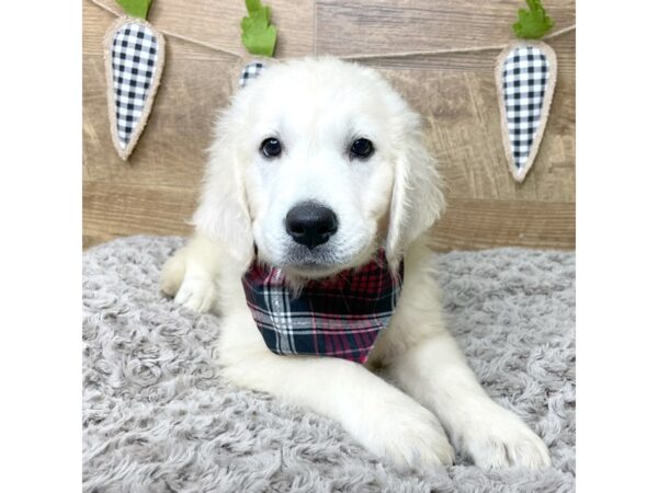 Golden Retriever DOG Male Cream 8438 Petland Athens, OH