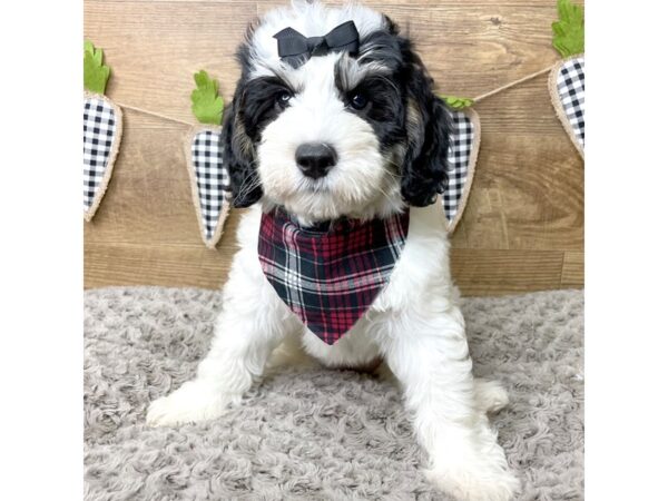 Bernedoodle Mini 2nd Gen-DOG-Female-Black White / Tan-8437-Petland Athens, OH