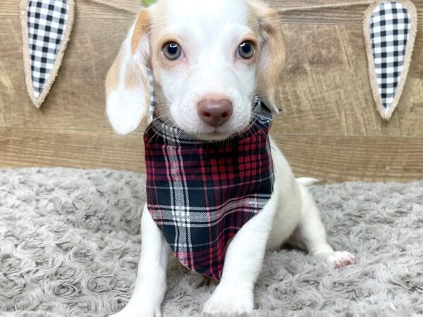 Beagle-DOG-Female-Lemon / White-8434-Petland Athens, OH