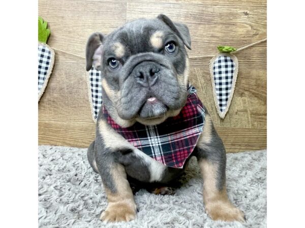 Bulldog-DOG-Male-Blue / Tan-8398-Petland Athens, OH