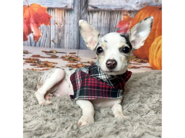 Chihuahua-DOG-Male-Blue Merle-8448-Petland Athens, OH