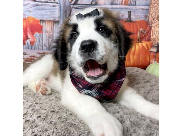 Saint Bernard DOG Female Mahogany / White 8447 Petland Athens, OH