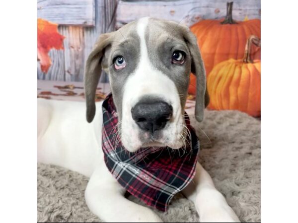 Great Dane DOG Male Blue 8446 Petland Athens, OH