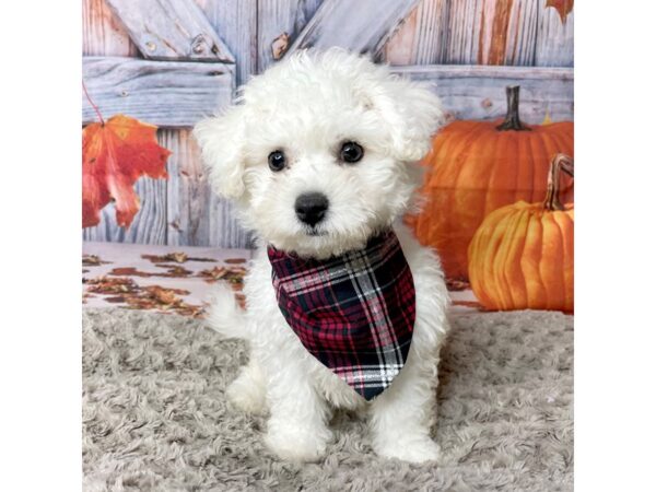 Bichon Frise DOG Male White 8445 Petland Athens, OH