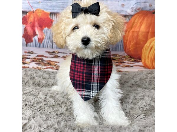 Miniature Poodle-DOG-Female-Cream-8444-Petland Athens, OH