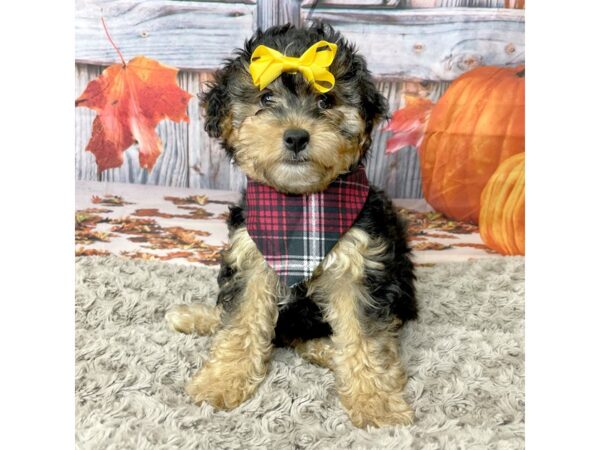 Yorkiepoo DOG Female Black and tan 8443 Petland Athens, OH