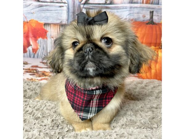 Pekingese-DOG-Female-Brown-8442-Petland Athens, OH