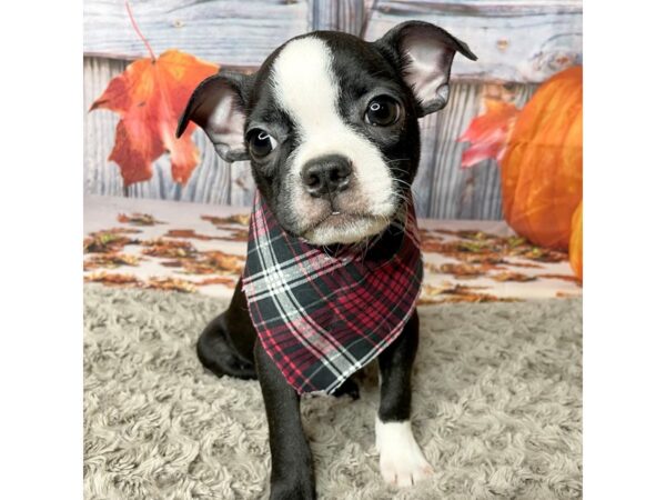 Boston Terrier DOG Male Black / White 8435 Petland Athens, OH