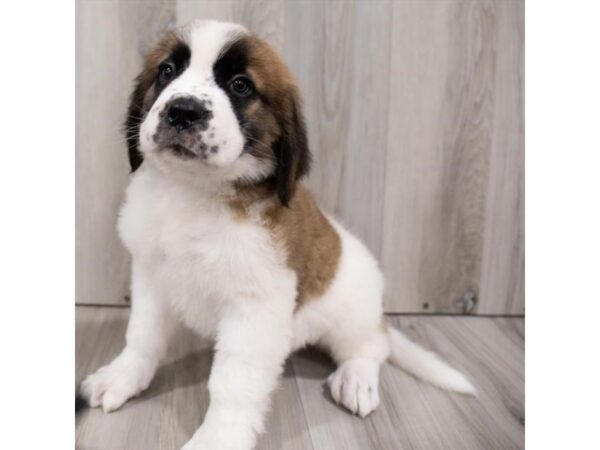 Saint Bernard DOG Female Mahogany / White 8457 Petland Athens, OH