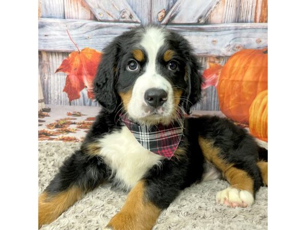 Bernese Mountain Dog-DOG-Female-blk tri-8456-Petland Athens, OH