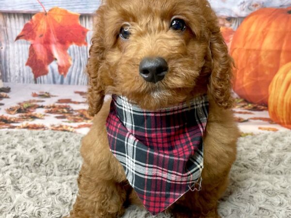 Goldendoodle Mini 2nd Gen DOG Male Dark Red 8455 Petland Athens, OH