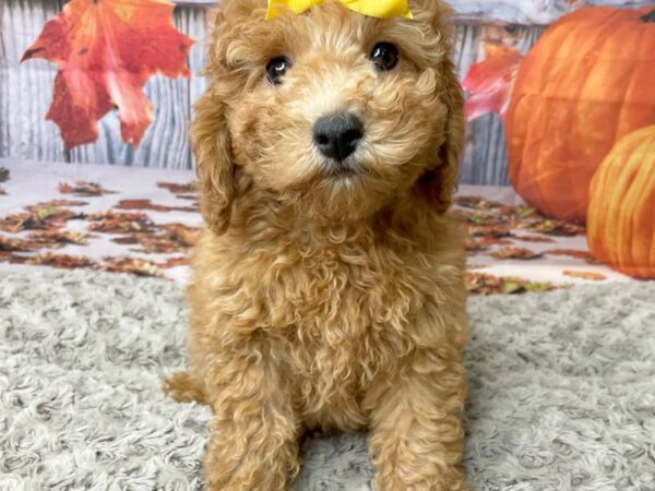 Goldendoodle Mini 2nd Gen-DOG-Female-Red-8454-Petland Athens, OH