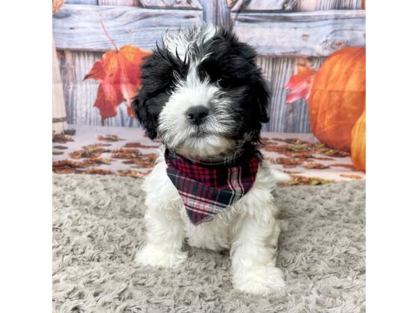 Teddy Bear-DOG-Male-Black / White-8453-Petland Athens, OH