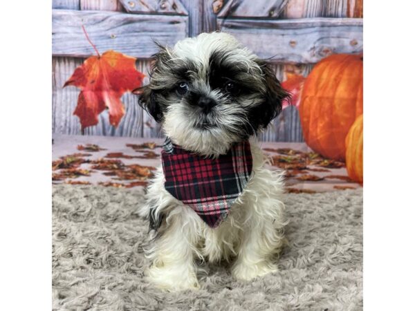 Shih Tzu-DOG-Male-Brindle / White-8452-Petland Athens, OH
