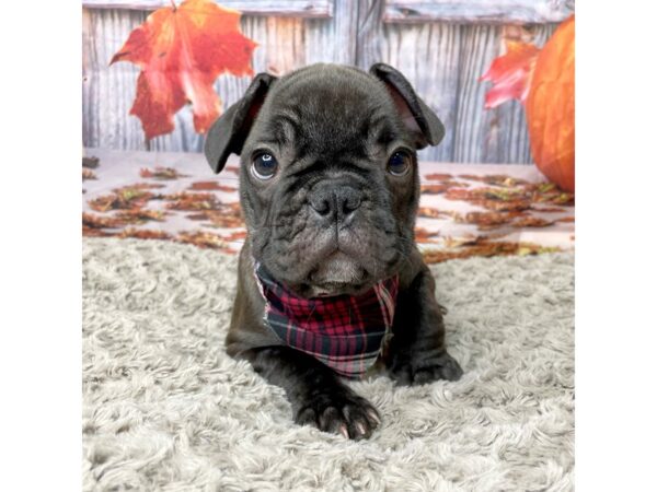 French Bulldog DOG Male Brindle 8451 Petland Athens, OH