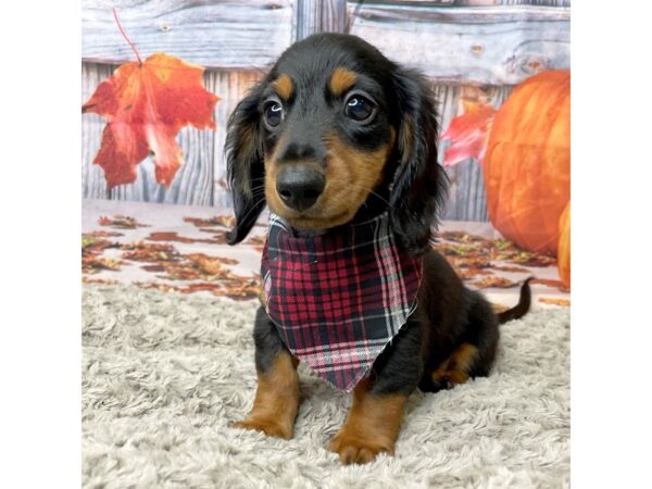 Dachshund DOG Male Black / Tan 8450 Petland Athens, OH