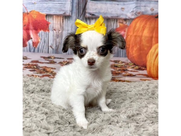 Chihuahua DOG Female Brown 8449 Petland Athens, OH