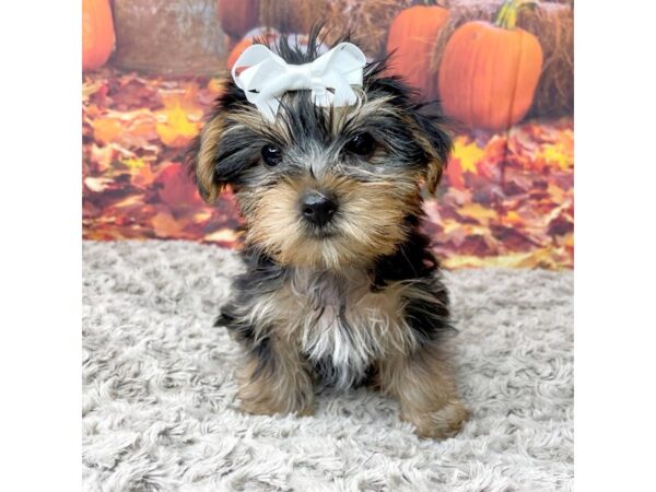 Yorkshire Terrier DOG Female blk/tan 8470 Petland Athens, OH