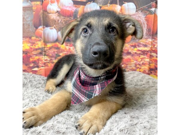 German Shepherd DOG Male Black / Tan 8467 Petland Athens, OH