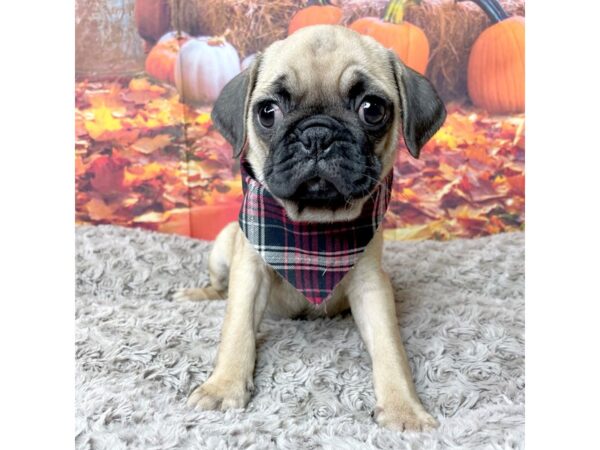 Pug-DOG-Female-Fawn-8465-Petland Athens, OH