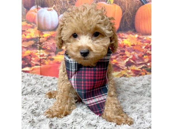 Poodle-DOG-Male-Red-8464-Petland Athens, OH