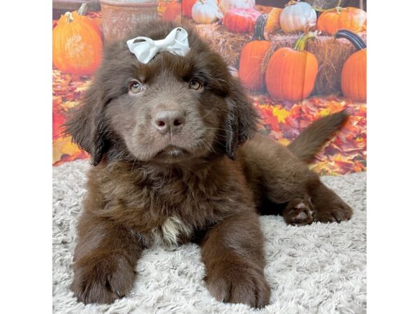 Newfoundland DOG Female Chocolate 8463 Petland Athens, OH