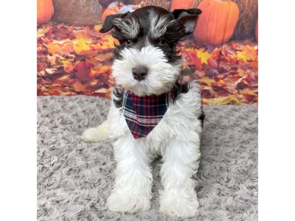 Miniature Schnauzer DOG Male Black / White 8462 Petland Athens, OH