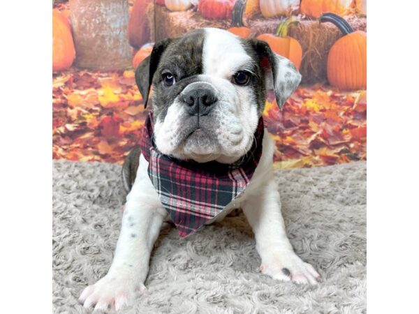 Bulldog DOG Female Brindle / White 8461 Petland Athens, OH