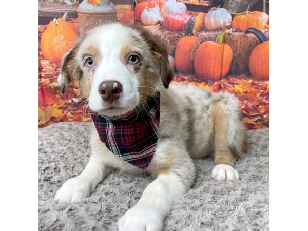 Australian Shepherd DOG Male Red Merle 8459 Petland Athens, OH