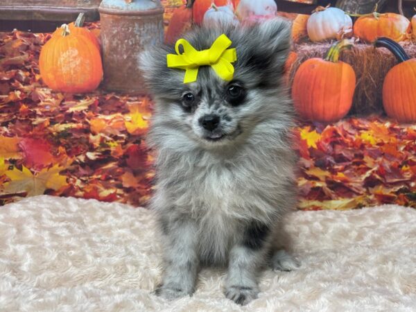 Pomeranian DOG Female Blue Merle 8471 Petland Athens, OH