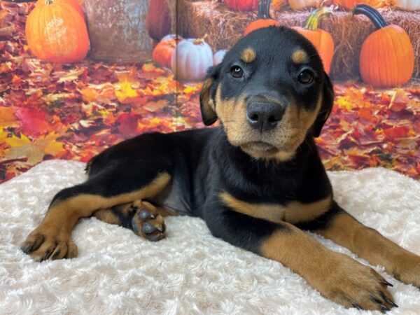 Rottweiler DOG Female Black / Rust 8472 Petland Athens, OH