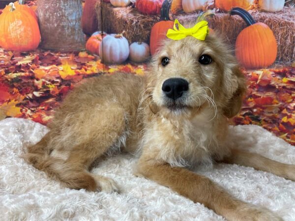 Goldendoodle Mini DOG Female Golden 8473 Petland Athens, OH