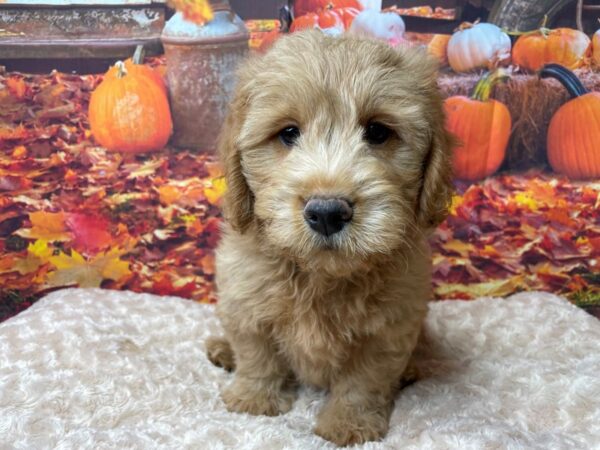 Goldendoodle Mini DOG Male Golden 8474 Petland Athens, OH