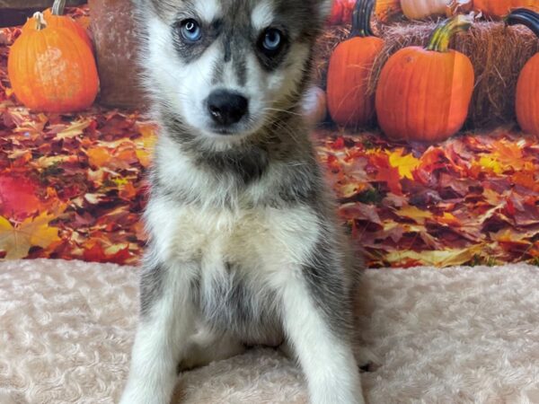 Pomsky DOG Female Sable 8475 Petland Athens, OH