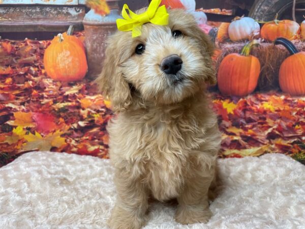 Goldendoodle Mini DOG Female Golden 8476 Petland Athens, OH