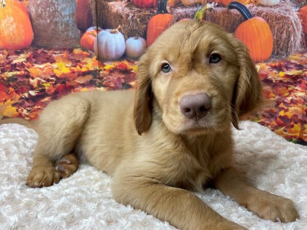 Golden Retriever DOG Male Golden 8477 Petland Athens, OH