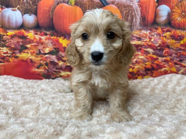 Cavachon-DOG-Male-Apricot-8478-Petland Athens, OH