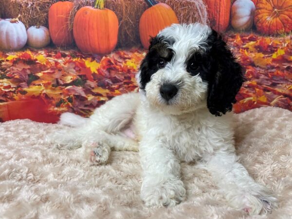 Bernedoodle Mini 2nd Gen DOG Male Black White / Tan 8479 Petland Athens, OH