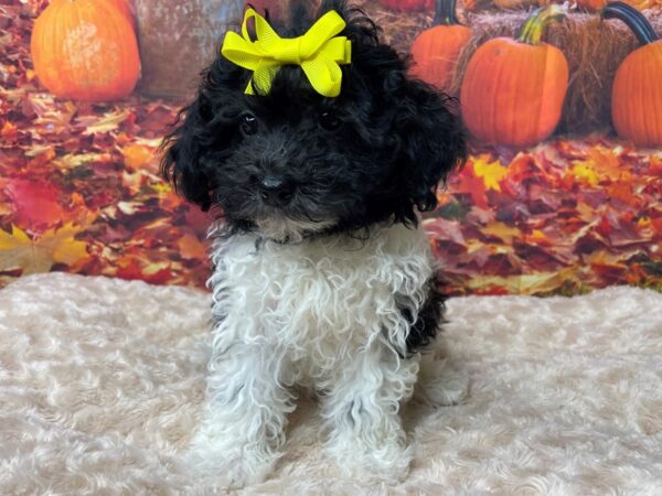 Havapoo-DOG-Female-Black / White-8480-Petland Athens, OH