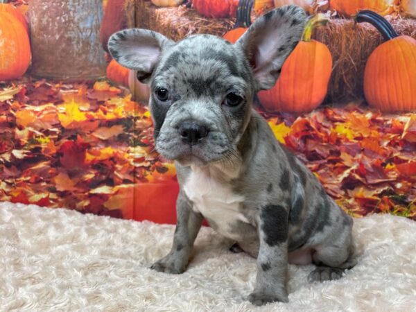 Frenchton DOG Female Blue 8483 Petland Athens, OH