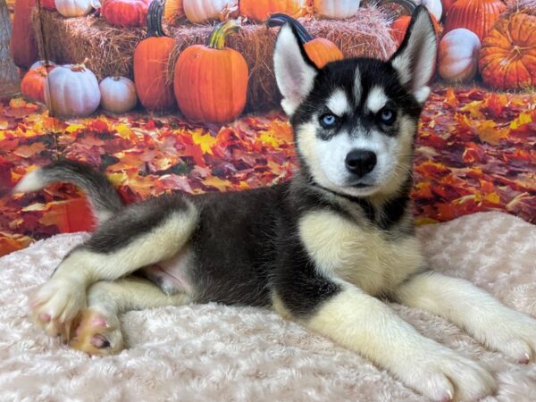 Siberian Husky DOG Male Black and white 8484 Petland Athens, OH