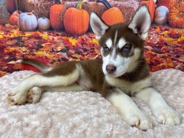 Siberian Husky DOG Female Red and white 8485 Petland Athens, OH