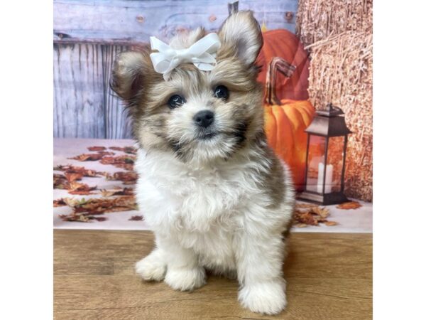 HavaPom DOG Female brown&white 8491 Petland Athens, OH