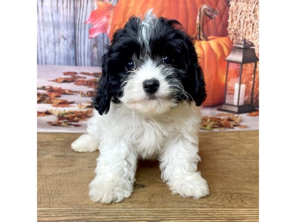 Cavachon DOG Male black&white 8492 Petland Athens, OH