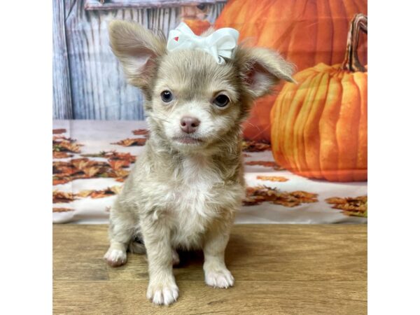 Chihuahua DOG Female Blue Fawn 8493 Petland Athens, OH