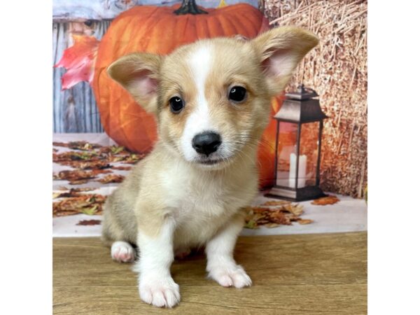 Pembroke Welsh Corgi DOG Male Red Merle 8494 Petland Athens, OH