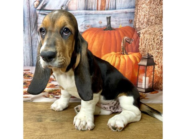 Basset Hound-DOG-Female-Black Tan / White-8495-Petland Athens, OH