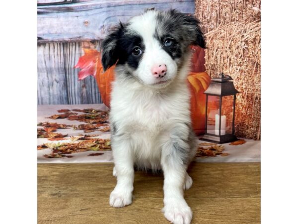 Miniature Australian Shepherd DOG Female Blue Merle 8496 Petland Athens, OH