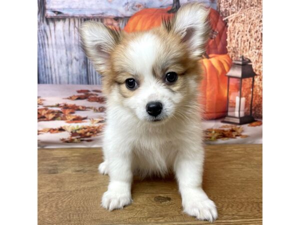 Pomchi-DOG-Female-Red-8490-Petland Athens, OH